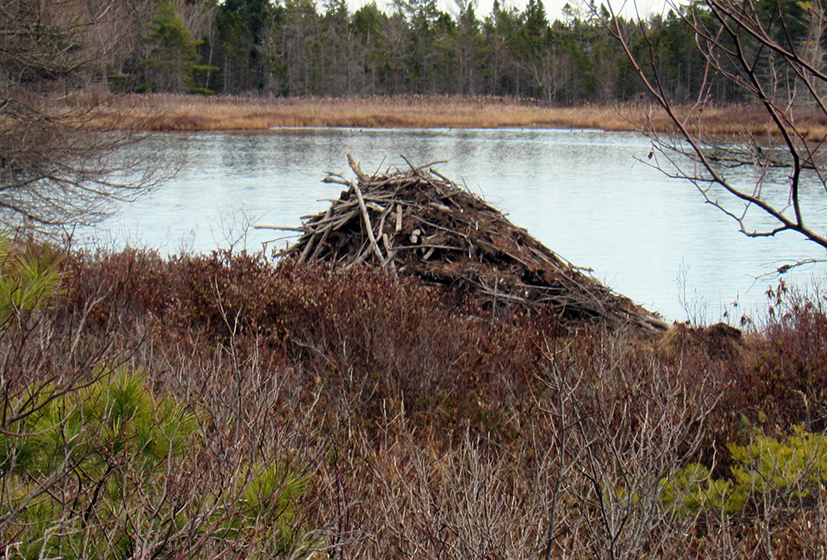 Beaver-related Restoration Webinars