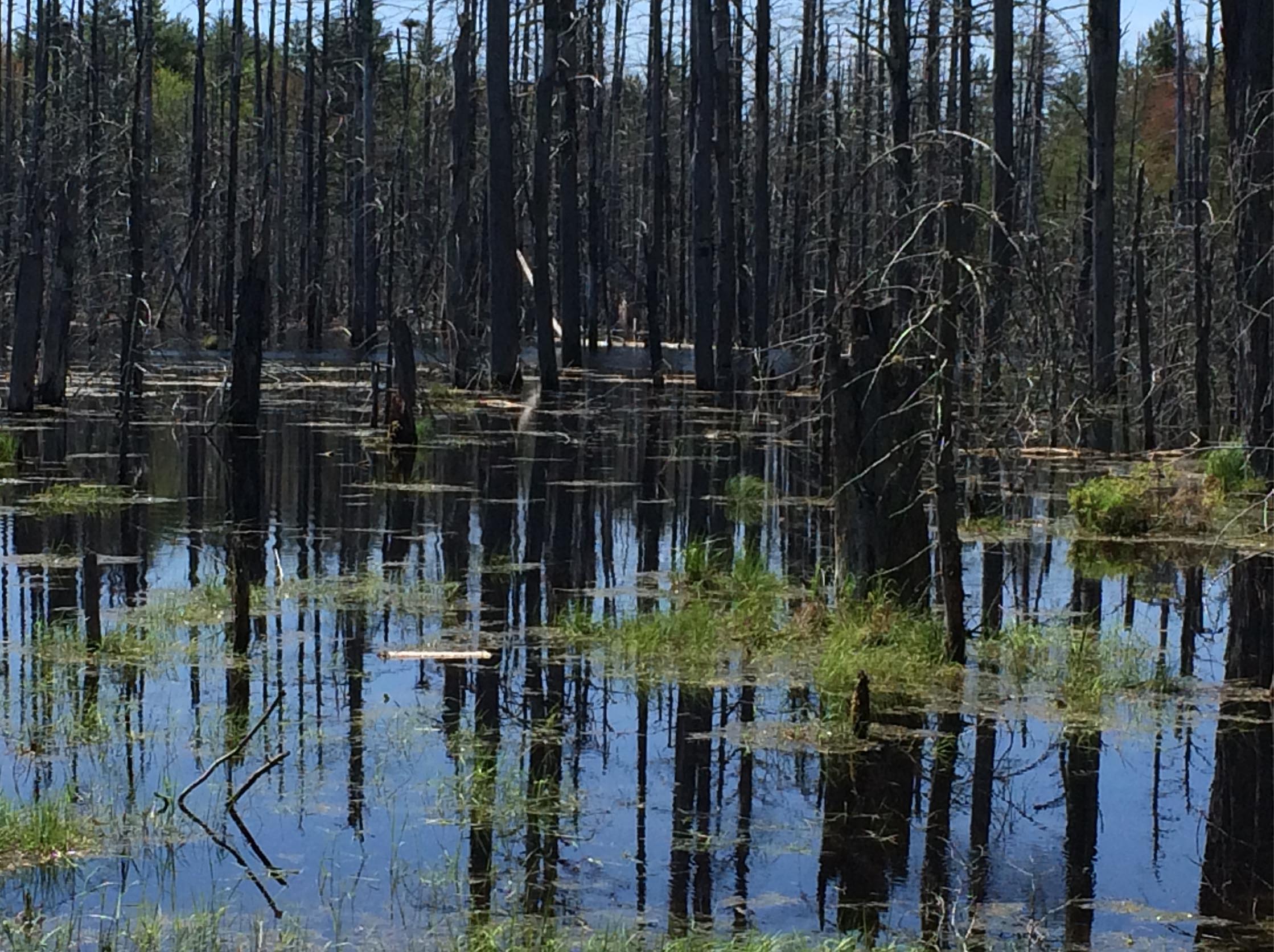 Wetland Science