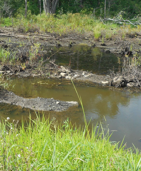 State & Tribal Wetland Programs