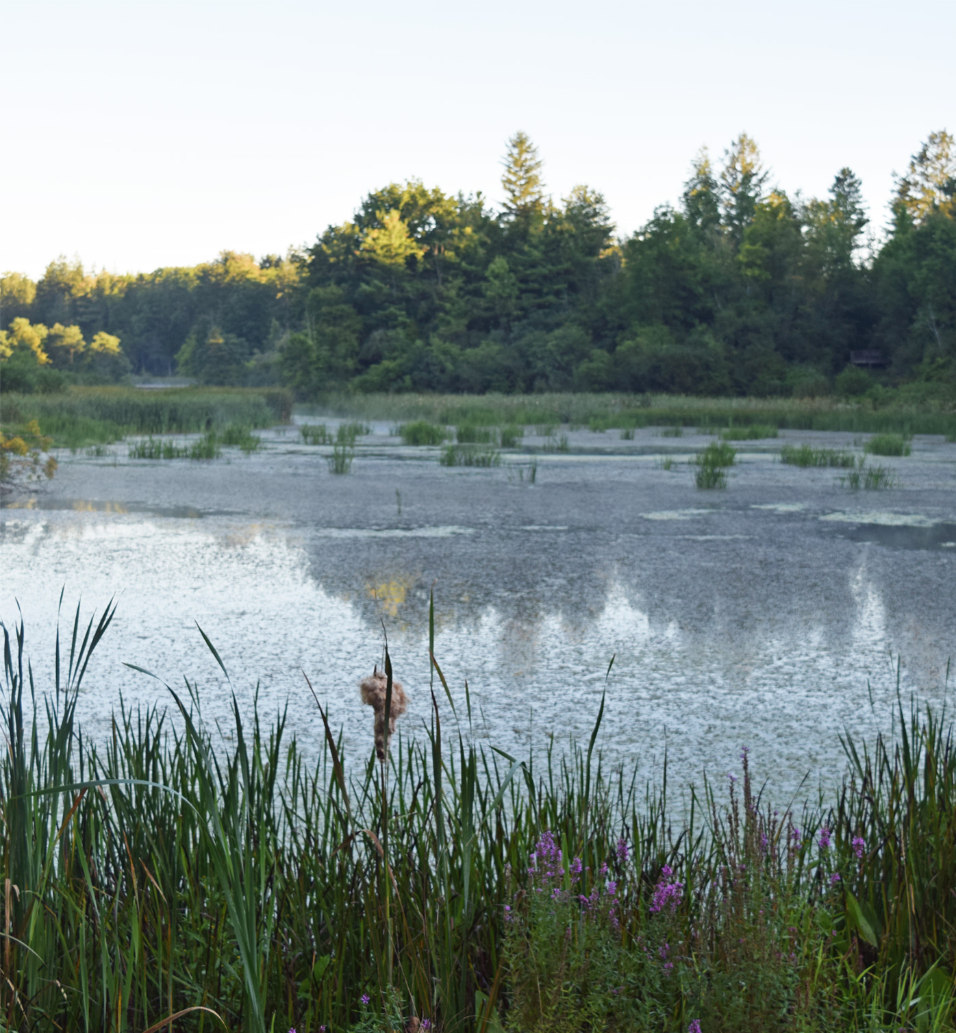 States With Wetlands and Water Quality Standards 