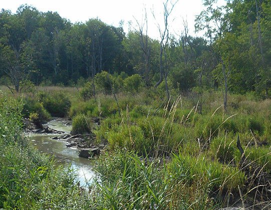 Tribal Wetland Programs Online Training Series 