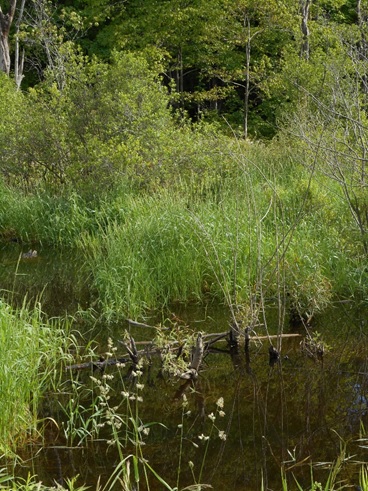 Wetland Mapping Consortium Webinars