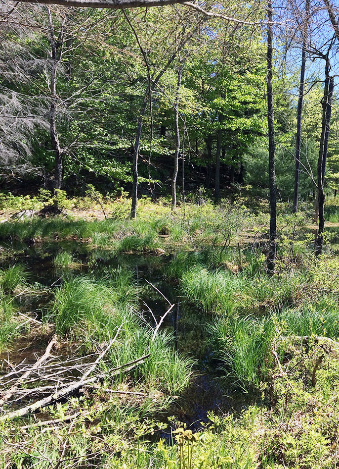 Wetland Functional Assessments